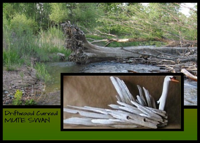 Wildlife Intentions: Sitting swan